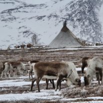 Yamal Reindeer migration Nenets tour Russia Siberia