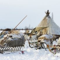 Yamal Reindeer migration Nenets tour Russia Siberia