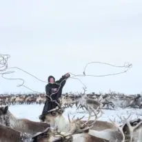 Yamal Nenets migration reindeer herders tour Siberia