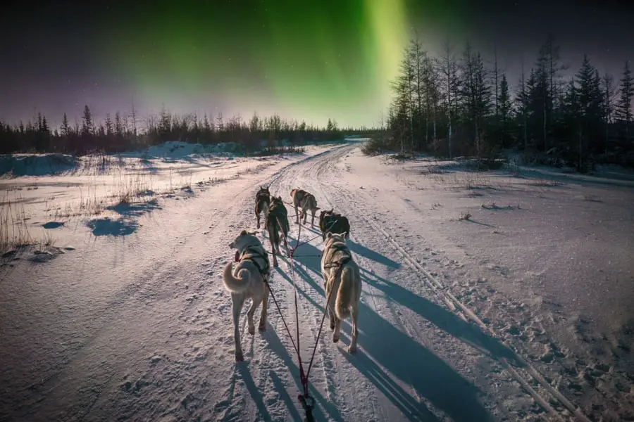 Northern Lights Murmansk tour Russia Kola Peninsula dog sledding