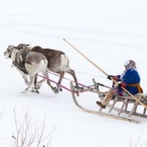 Yamal Nenets Reindeer Herders Siberia tour