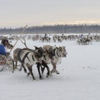 Yamal Nenets Reindeer Herders Festival Siberia tour