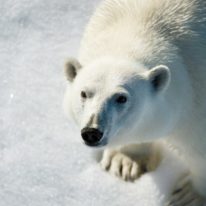 Polar bear, north pole cruise, Russia tour