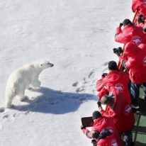 Polar bear, north pole cruise, Russia tour