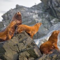 Kamchatka trekking tour Russia bears and volcanoes