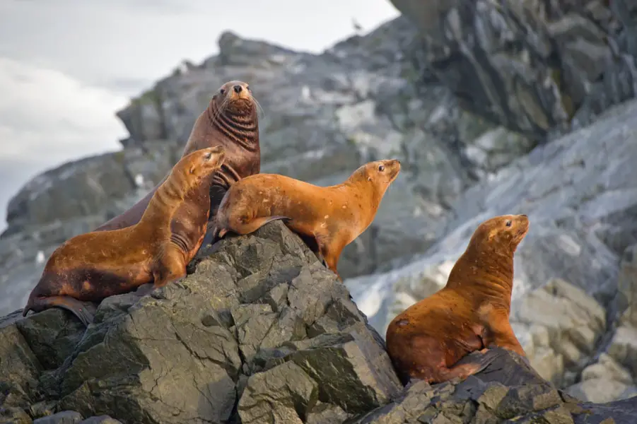 Kamchatka trekking tour Russia bears and volcanoes