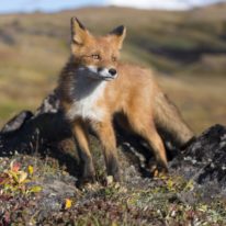 Kamchatka trekking tour Russia bears and volcanoes