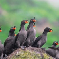 Kamchatka Expedition Cruise