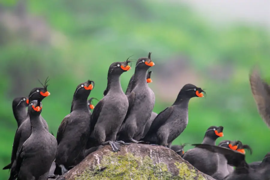 Kamchatka Expedition Cruise