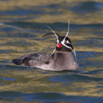 Kamchatka Commander Kuril Islands expedition cruise