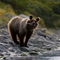 Kamchatka Commander Kuril Islands expedition cruise