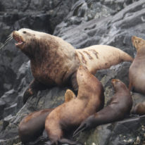 Kamchatka Commander Kuril Islands expedition cruise