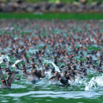 Kamchatka Commander Kuril Islands expedition cruise