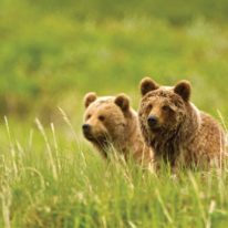 Kamchatka Cruise