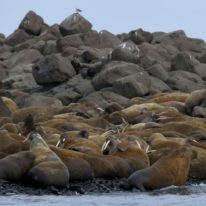 Franz Josef Land Cruise Arctic Russia