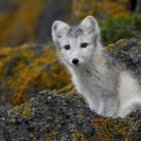 Franz Josef Land Cruise Arctic Russia