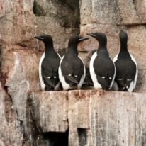 Franz Josef Land Cruise