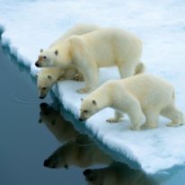 Franz Josef Land Cruise Arctic Russia