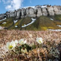 Franz Josef Land cruise