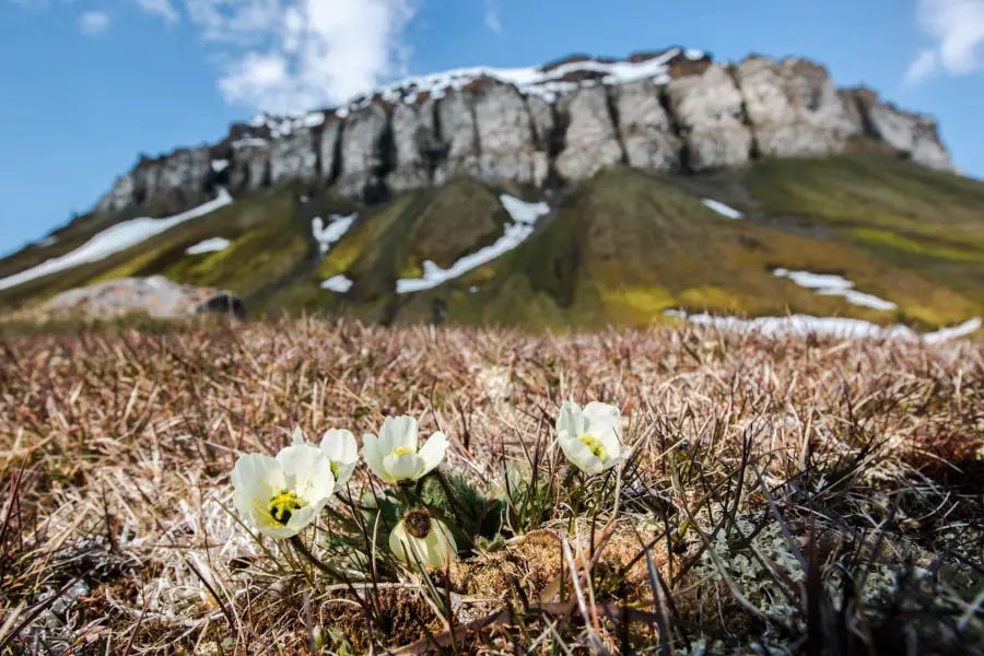 Franz josef Land Cruise