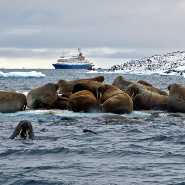 Franz Josef Land Cruise Sea Spirit Russian Arctic & Svalbard