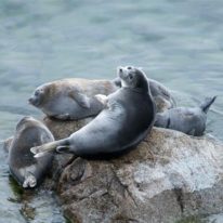 Lake Baikal Cruise, Nerpa