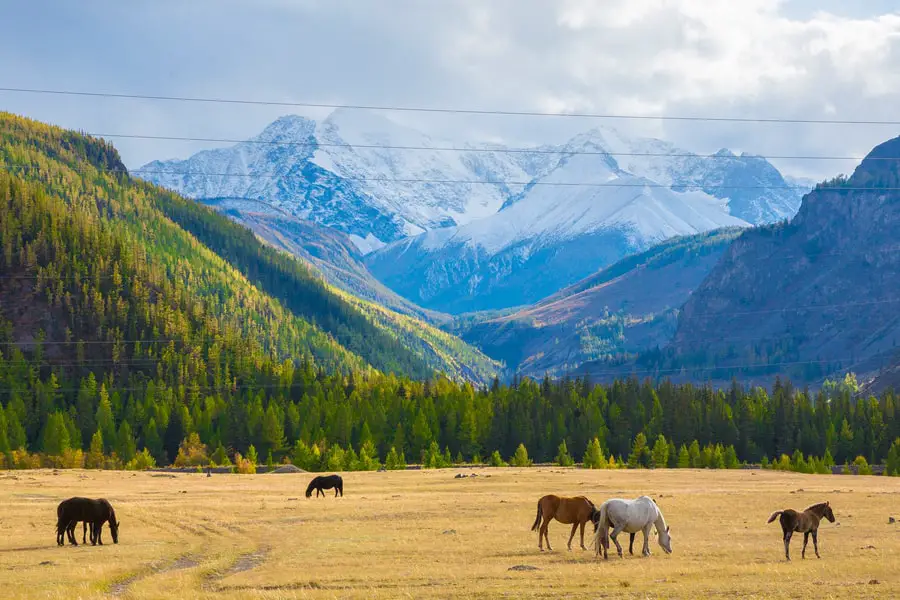 altai republic tourism