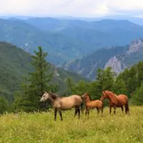 Altai Adventure tour Russia Siberia Belukha Mountains