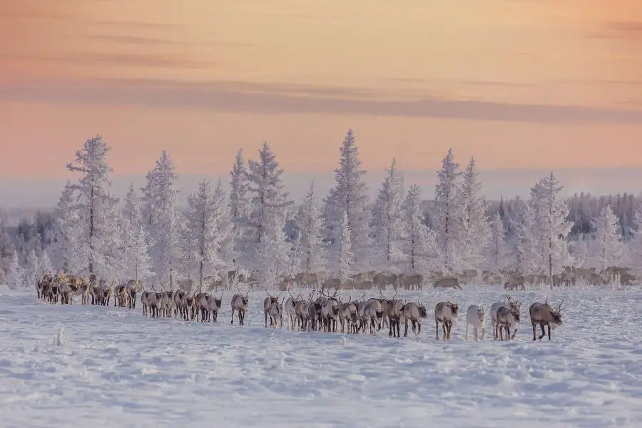 Yamal Nenets reindeer migration Siberia 