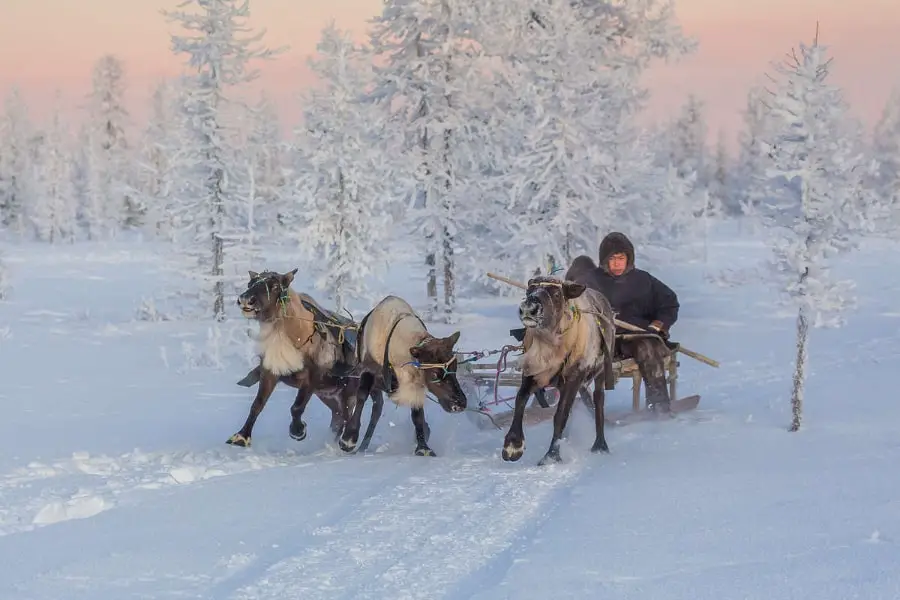 Yamal Nenets reindeer migration Siberia,Yamal Peninsula travel guide