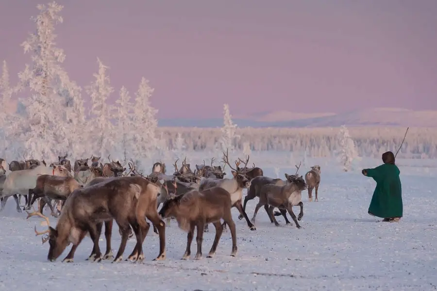 Yamal Nenets reindeer migration Siberia