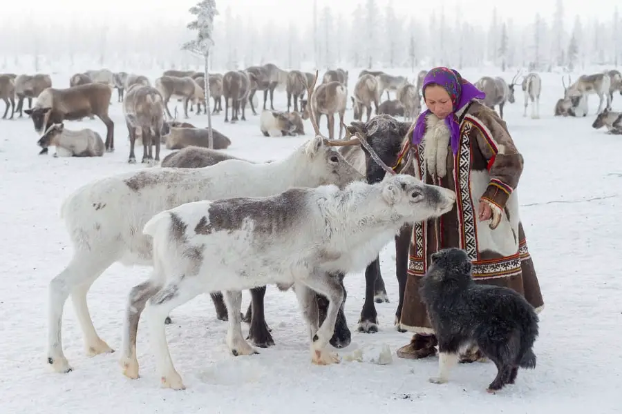 Yamal Nenets reindeer migration Siberia