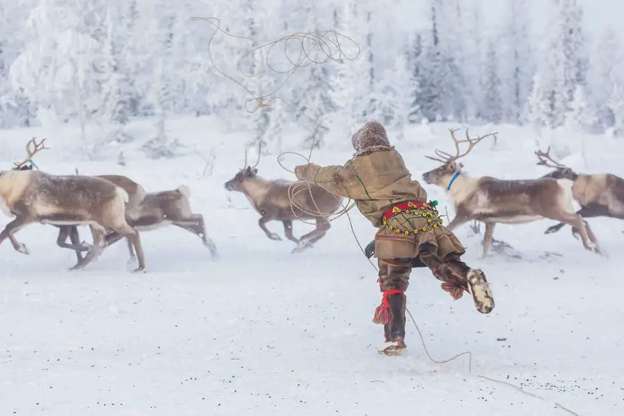 Yamal Nenets reindeer migration Siberia