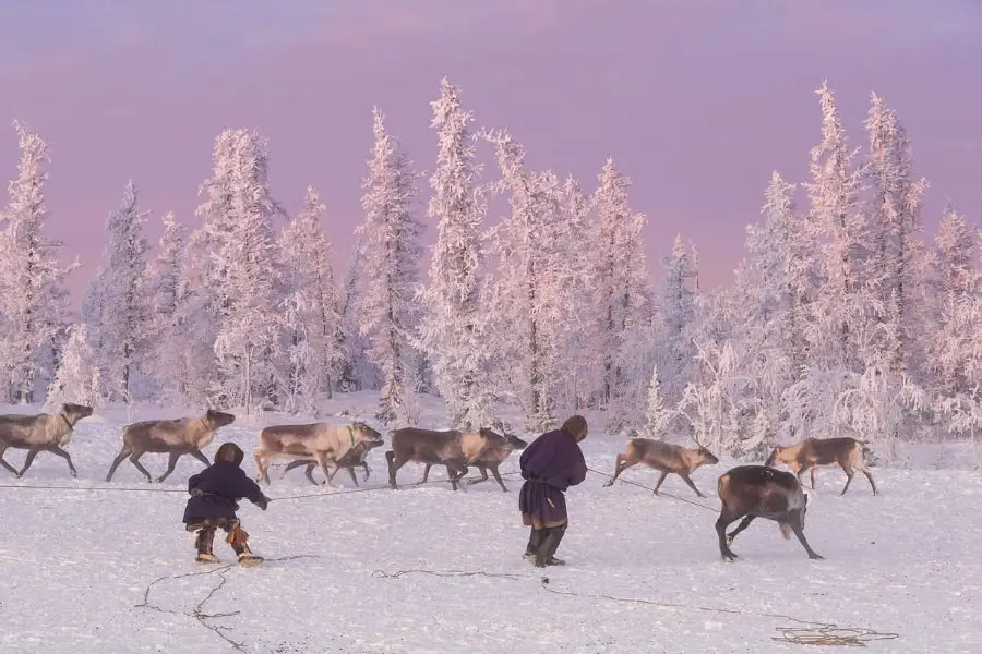 Yamal Nenets reindeer migration Siberia,Yamal Peninsula travel guide